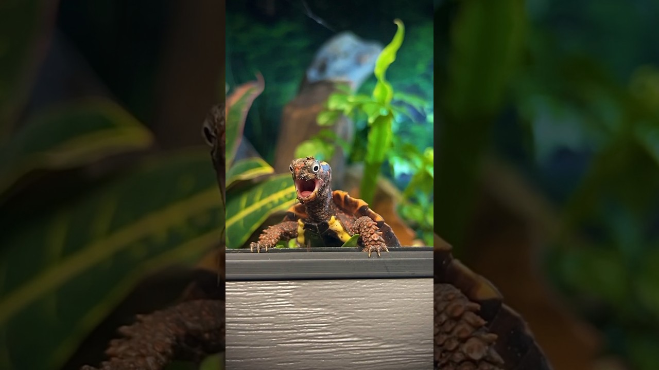 Tiny Turtle Flips Out! 😳 #turtle #tortoise #gardenstatetortoise