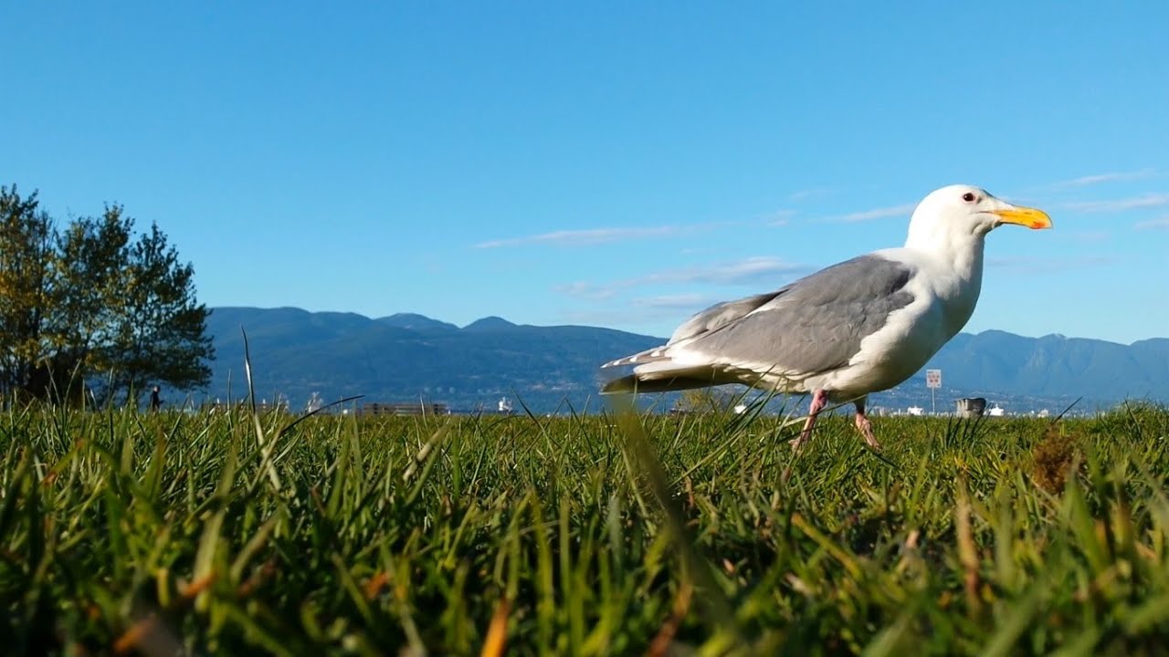 Funny seagulls