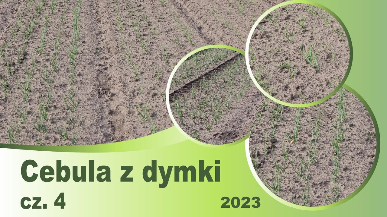Cebula z dymki sezon 2023 cz. 4 🧅🧅🧅
