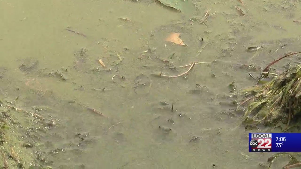 Early cyanobacteria bloom 'concerning' to experts