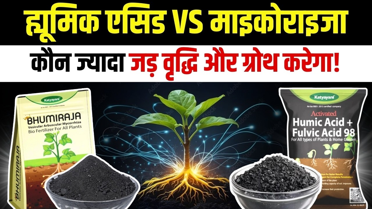 माइकोराइजा और ह्युमिक एसिड में आखिर फर्क क्या है? Humic Acid & mycorrhiza bio fertilizer