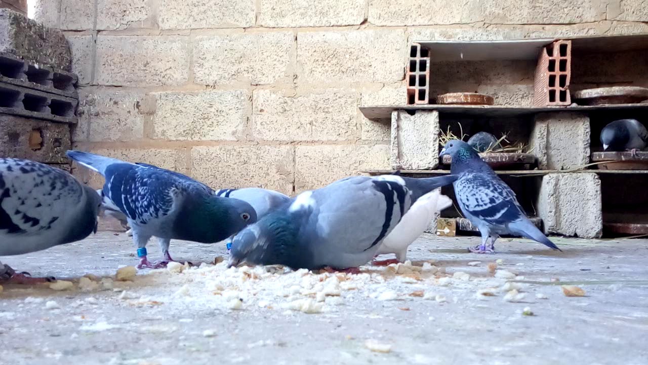 hamam zajil 2019