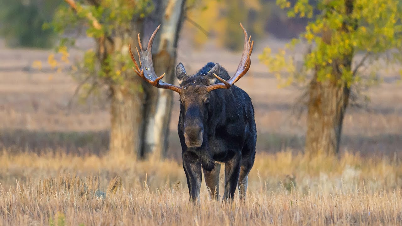 Grand Teton National Park 2025