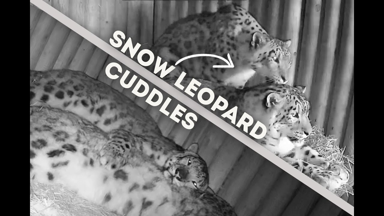 Snow Leopard Cuddle Highlights | Animals on CCTV