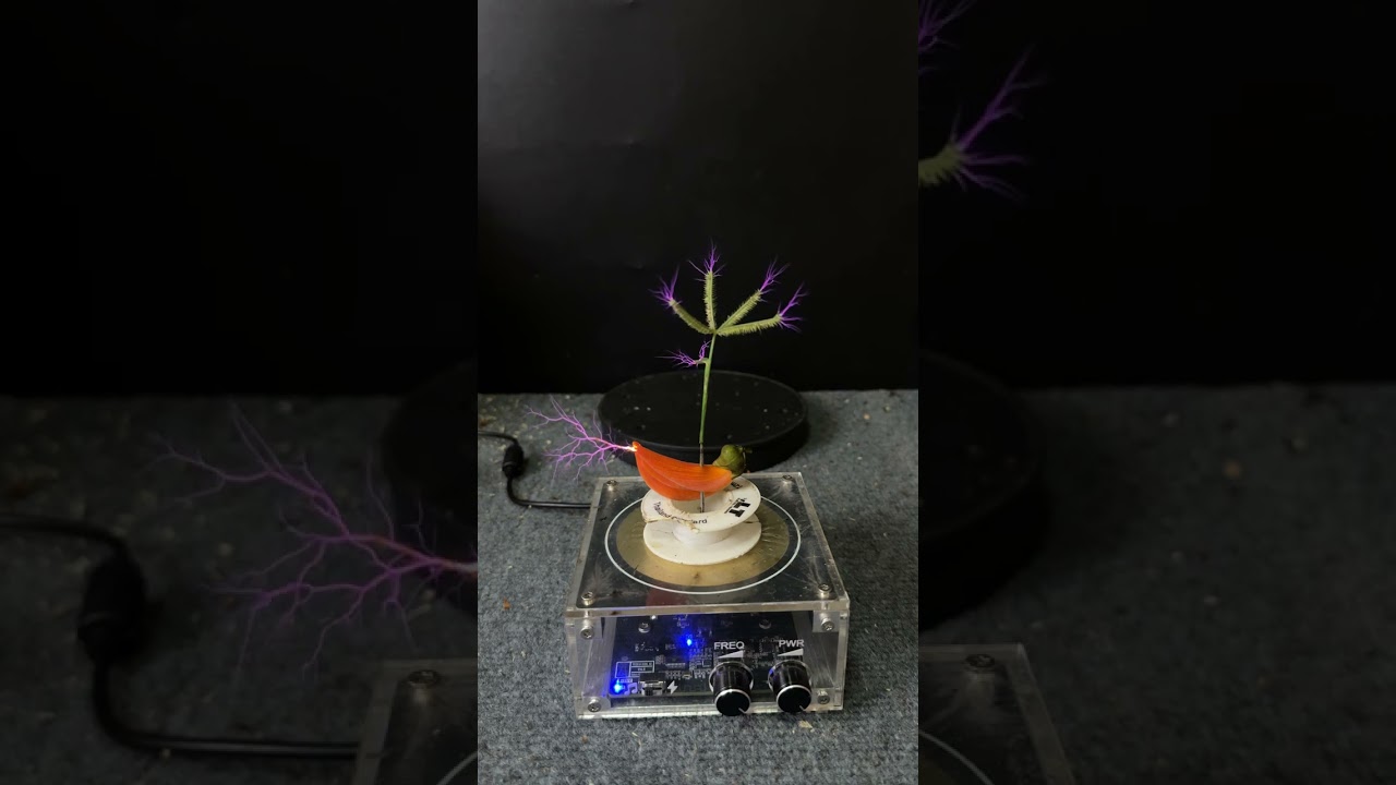 EXPERIMENT:Tesla coil + Butea monosperma + Plants #experiment #plants #shorts