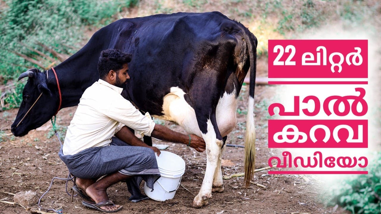 ഒരു നേരത്തെ കറവയിൽ ഇത്രയും പാൽ ഉറപ്പോടെ 🙄 #animals #petslover #hf