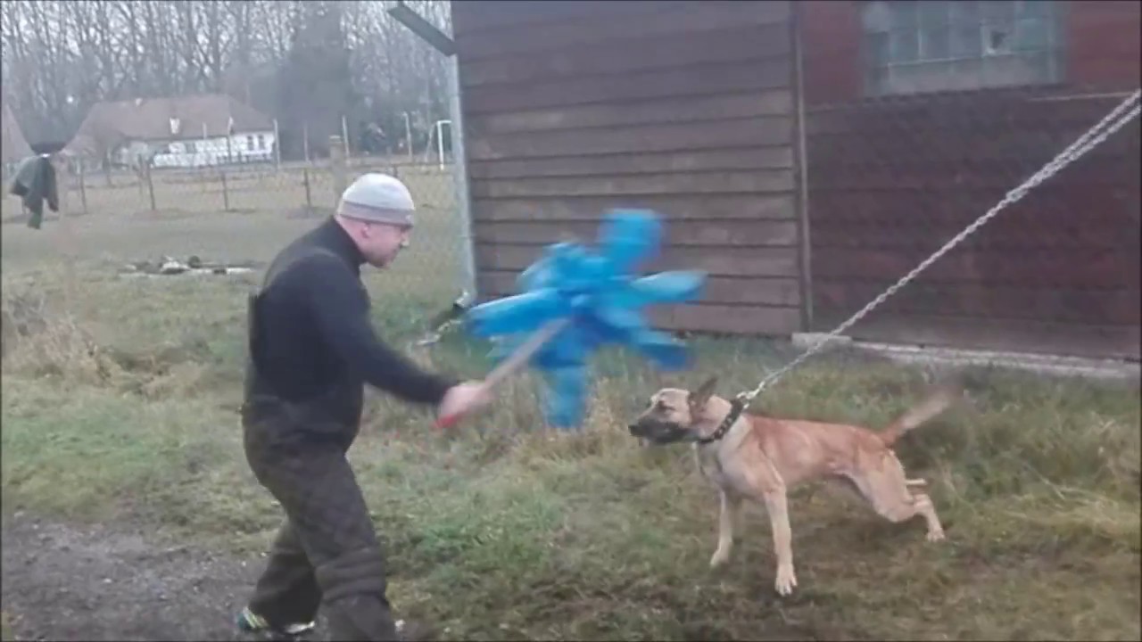 Dog training 17. 11. 2016