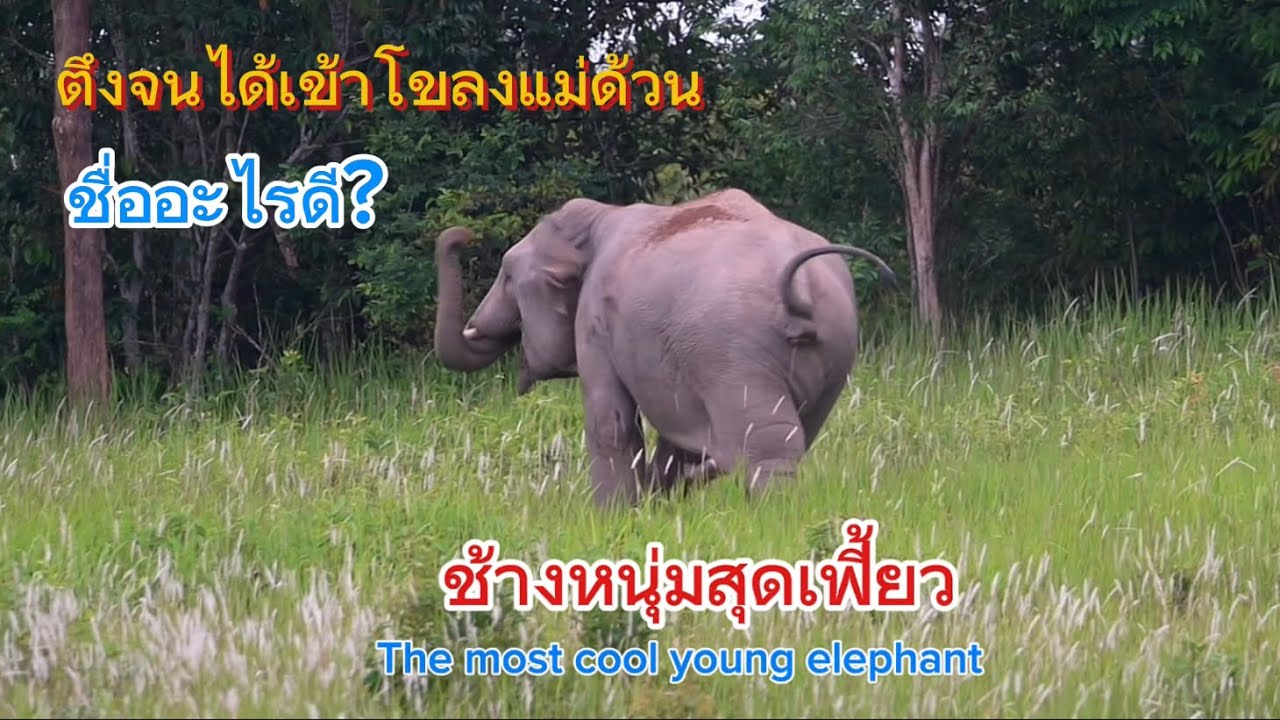 Ep 458 ตัวตึงมาใหม่ แม่ด้วนรีบรับเข้าโขลง#wildlife #เขาใหญ่ #elephant #ช้างป่า #nature #news #new