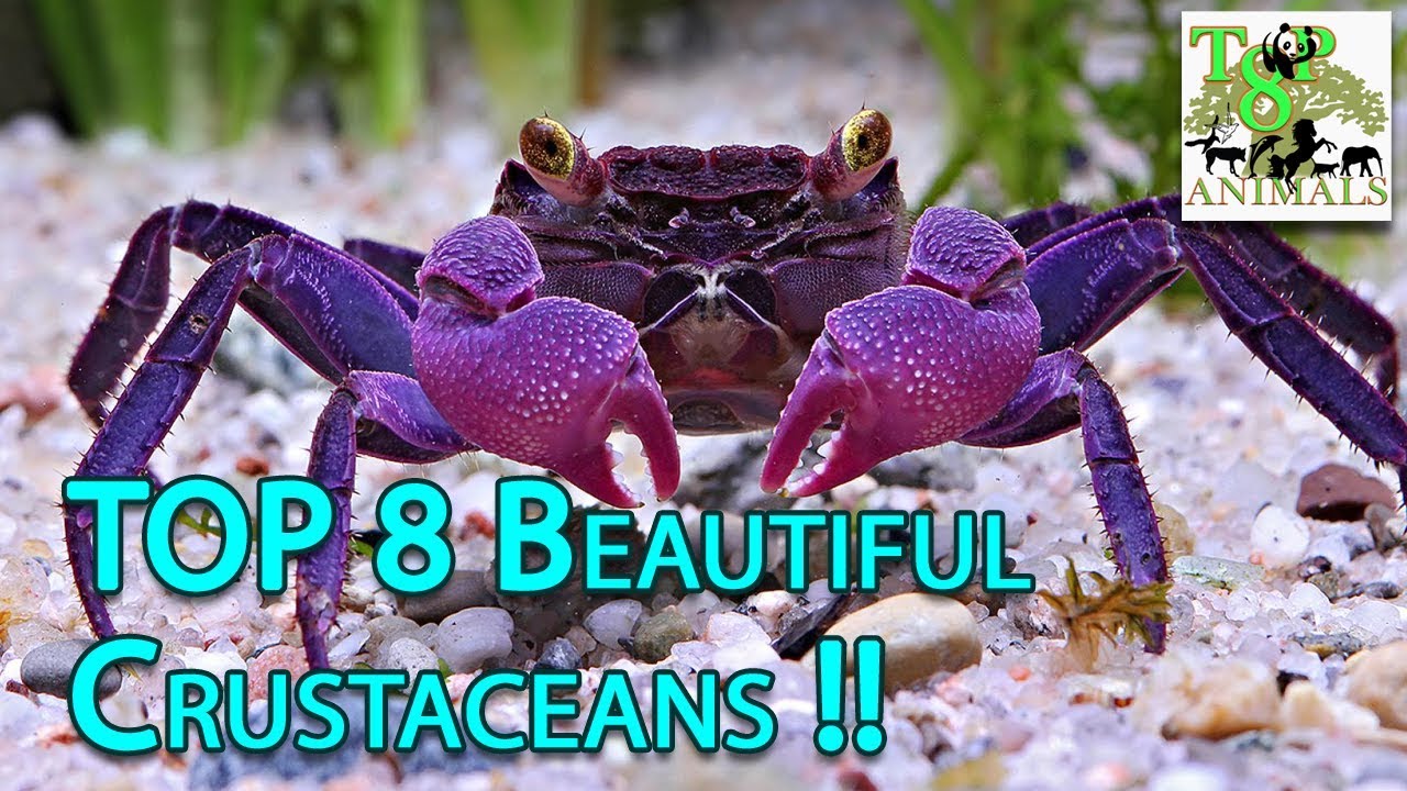 Top 8 Beautiful Crustaceans !
