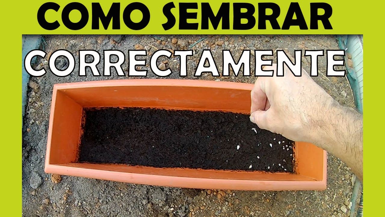 👉Como germinar semillas de paulownia paso a paso | El sistema definitivo 👍 #paulonia #paulownia