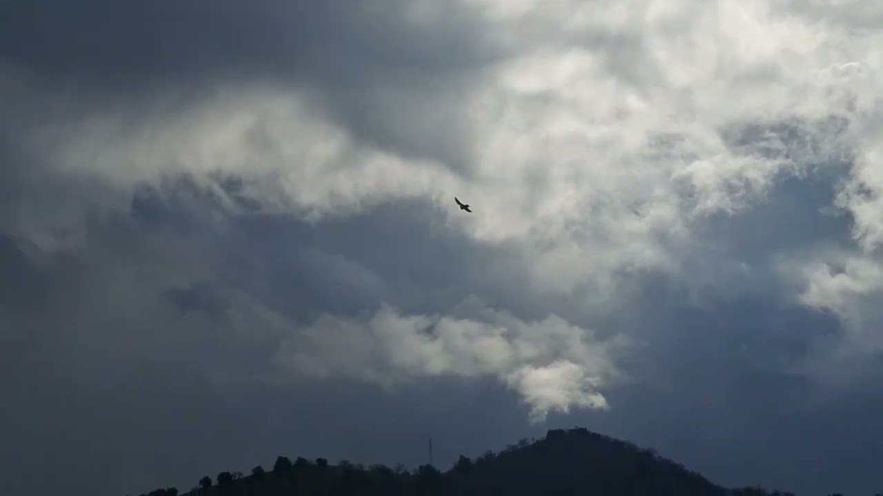 EL VUELO DE UN JIENNENSE RAZA ANTIGUA.