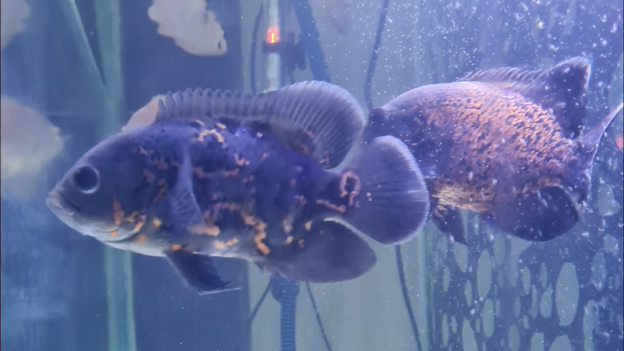 Oscars and bichir fish