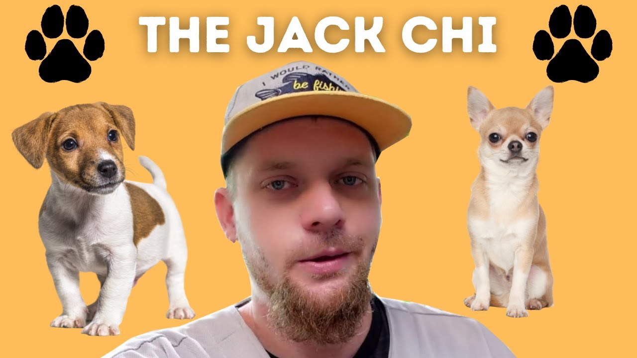 The Jack Chi: Jack Russell Terrier Chihuahua Mix Breed