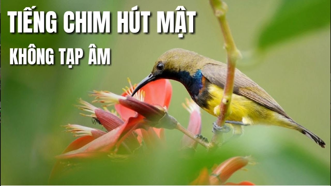 TIẾNG CHIM HÚT MẬT - KHÔNG TẠP ÂM !