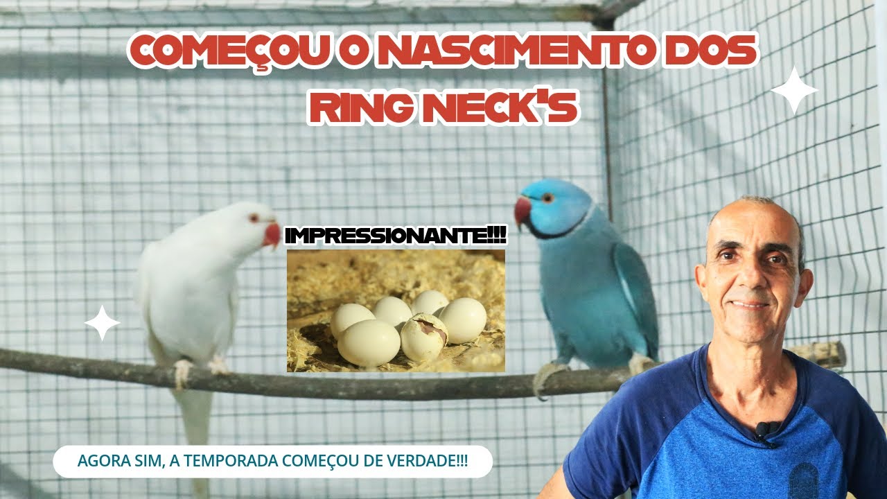 NASCIMENTO DE MUITOS FILHOTES DE RING NECK E PERDEMOS 3 FILHOTES, VEJA O MOTIVO.