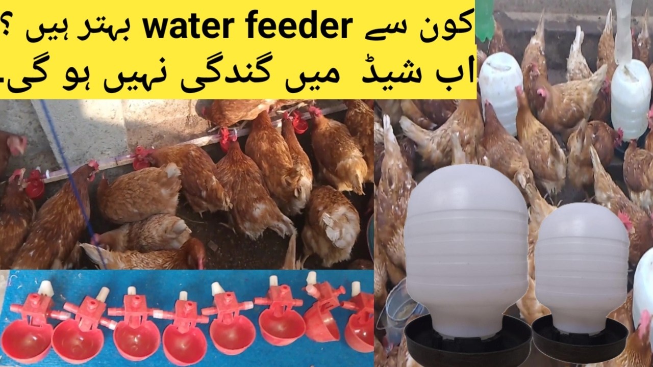Water cup installation in poultry farming | water feeder for hen