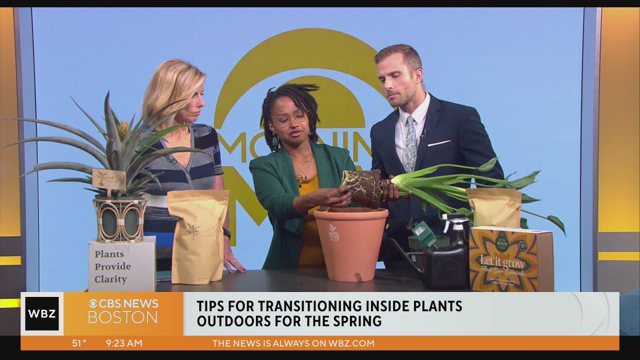 Tips for transitioning inside plants outdoors for the spring