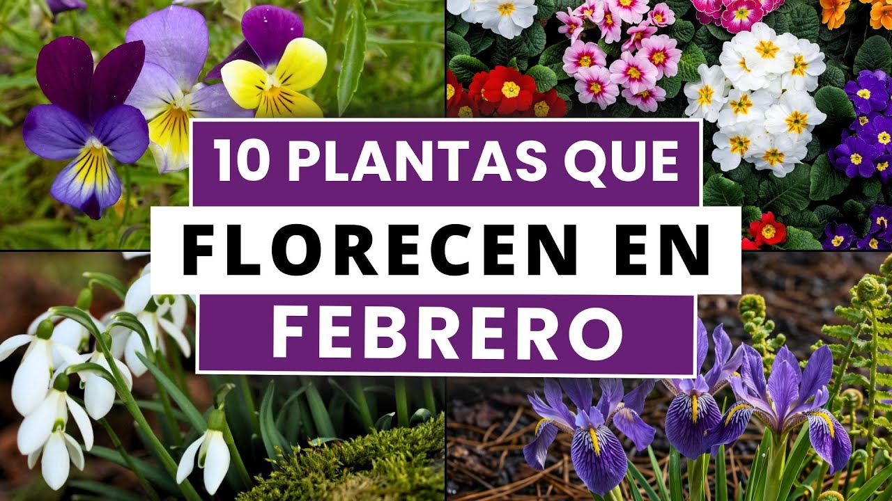 10 растений, цветущих в феврале | Растения, цветущие в феврале 🌷