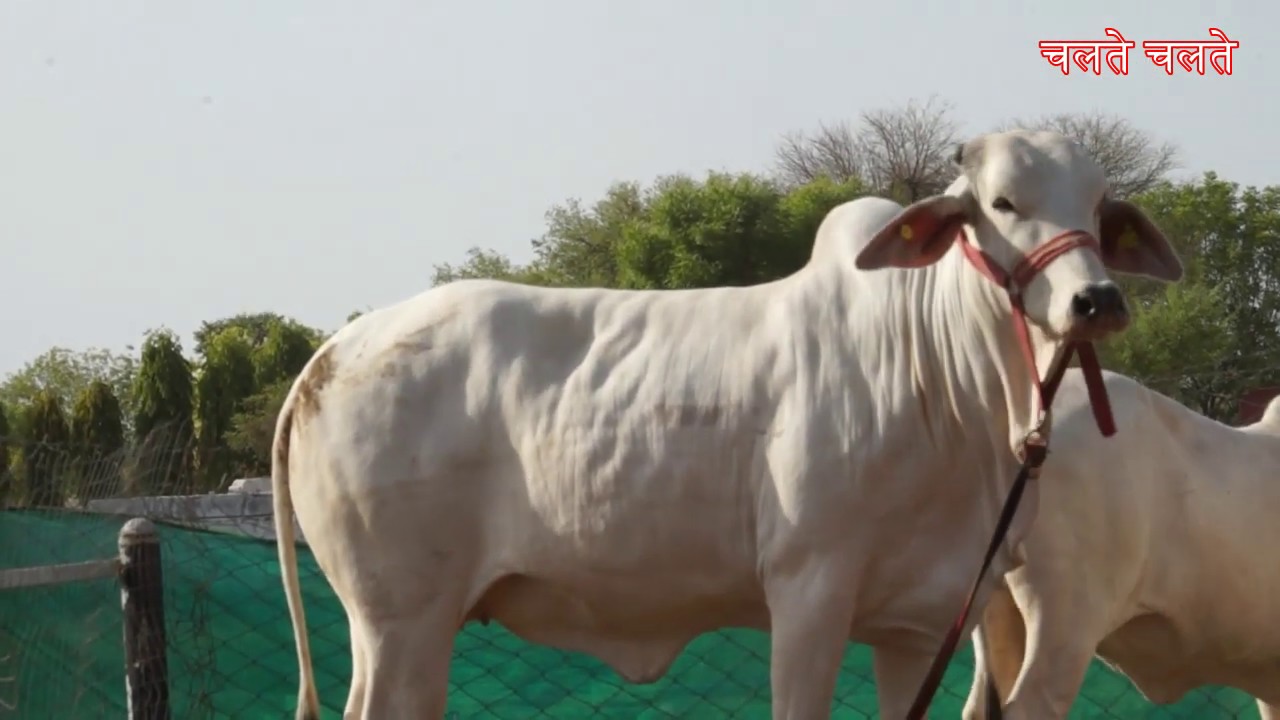 Tharparkar कहूँ या White Gold | सबसे खूबसूरत बछड़ी कितने की  ? Jaipur Auction
