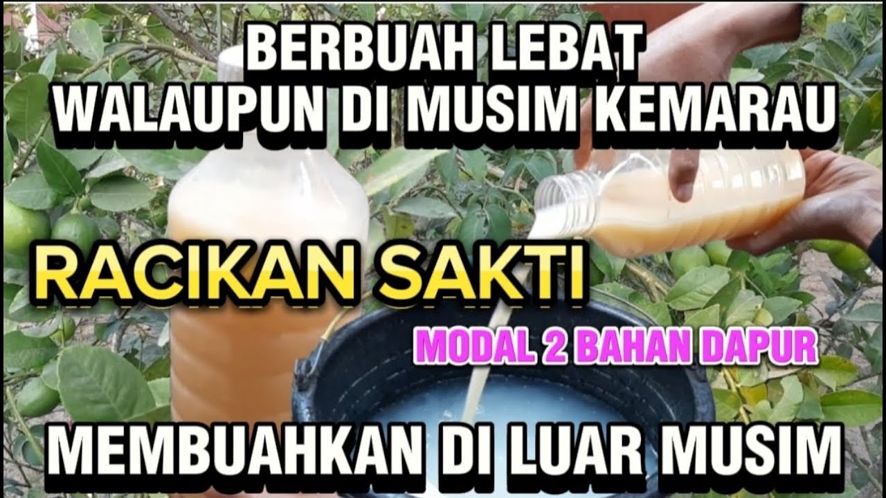 Racikan Pupuk Booster Perangsang Bunga Dan Buah Dengan Cepat,Pupuk Cair Untuk Merangsang Tunas Daun