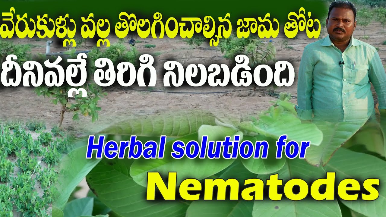 E62 | మొక్కలు నిలువునా ఏండిపోతున్నాయి -  దీనివల్లే జామ తోట నిలబడింది | రైతు మారుతి | @GramaBazaar