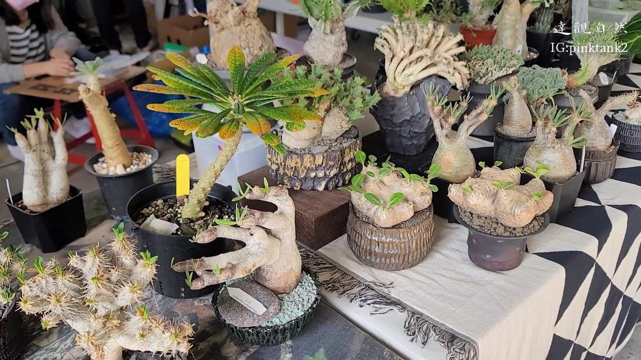 艸植感 植物市集(塊根,龍舌蘭)2022.02.26,  Tainan Plant market （Caudex, Agave ）2021.02.26