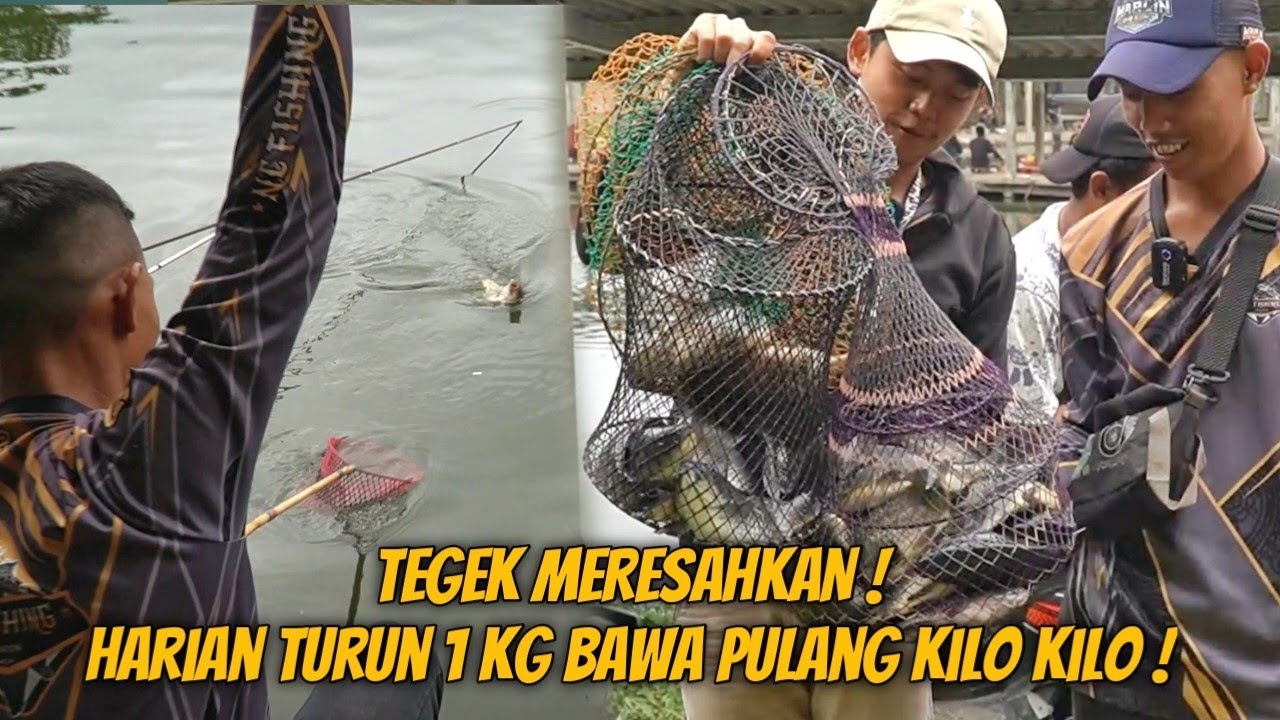 TURUN 1 KILO DAPAT KILO KILO !! UWAAAW HARIAN IKAN MAS PMC MULYA PAGENTONGAN BOGOR !