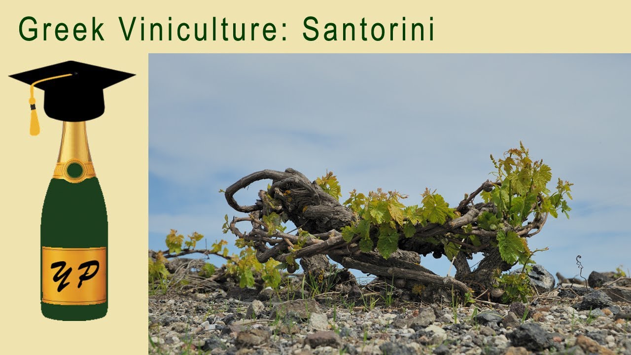 Greek Viniculture: Santorini