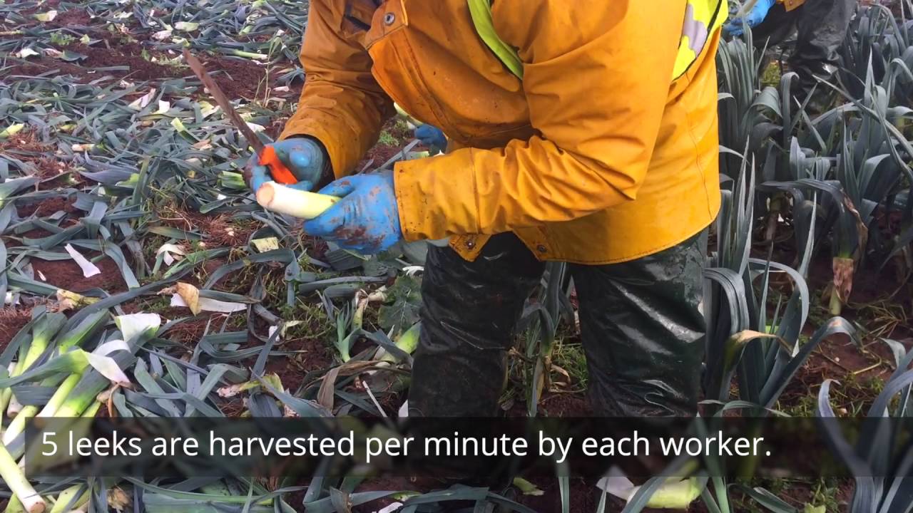 How are leeks harvested?