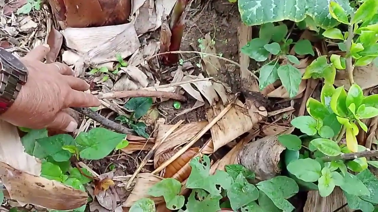 Olhando minhas plantas 🪴