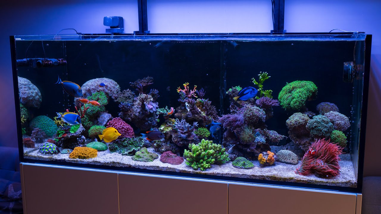 Reef Aquascape Step By Step - Part III