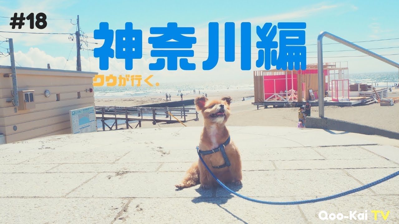 【神奈川編】犬OK！カフェ巡り@鎌倉【#18】