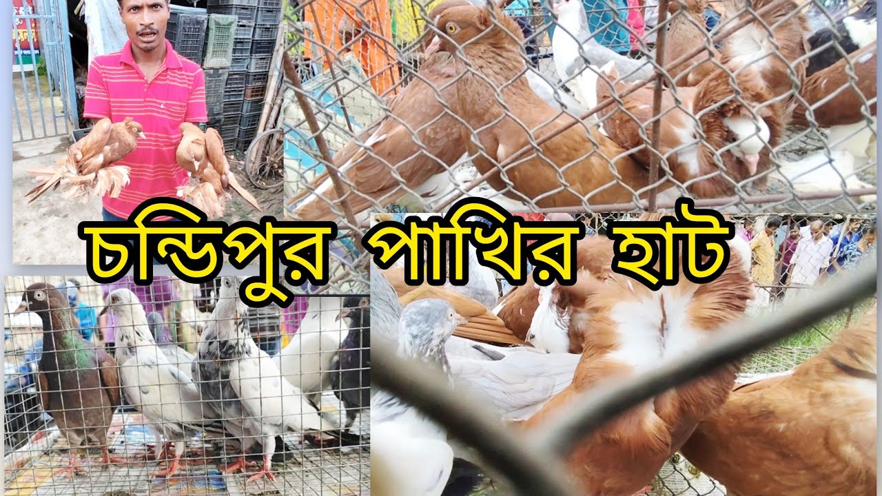 #Chandipur #pigeon #market Pakhi har# চন্ডিপুর পাখির হাট Chandipur #চন্ডিপুর পিজন মার্কেট পাখির হাট