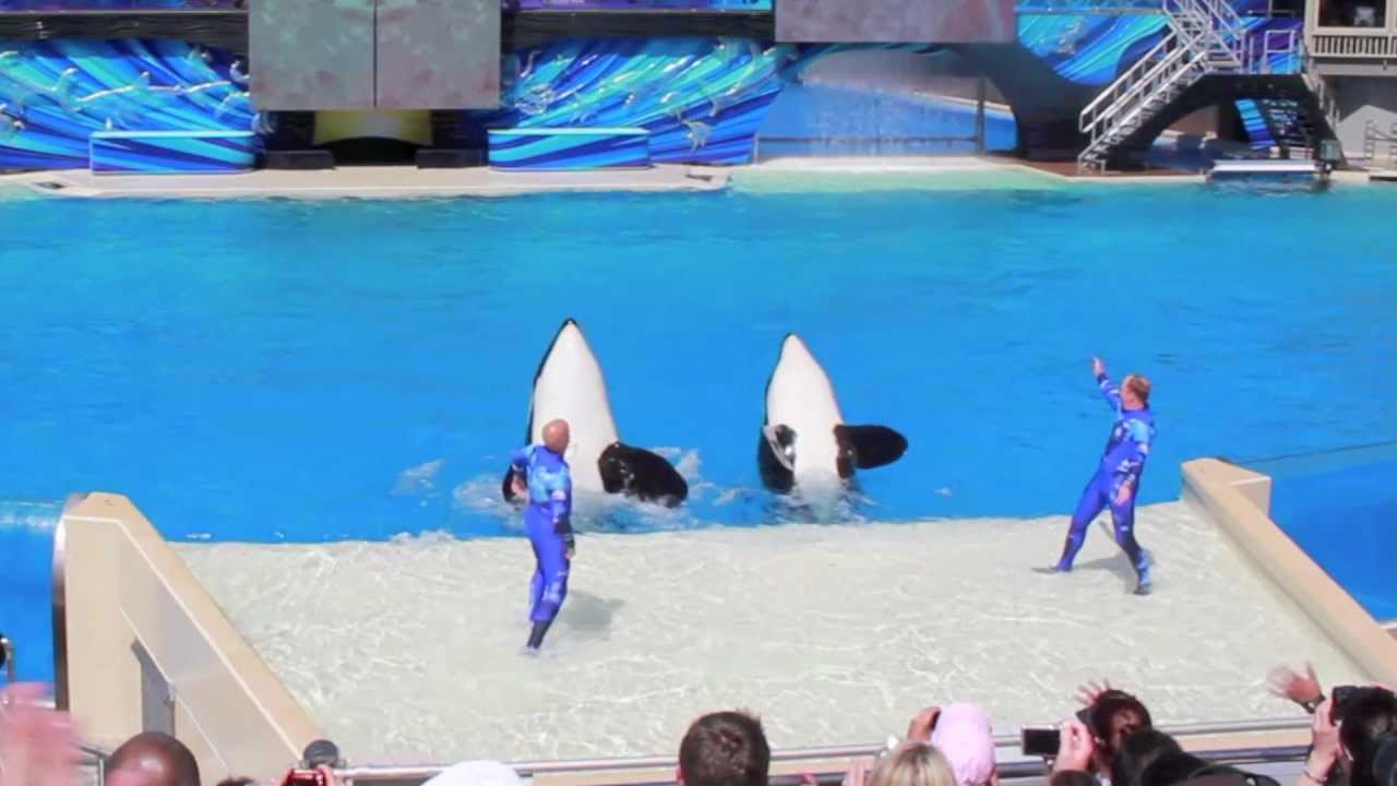Trainer Play in SeaWorld's OneOcean
