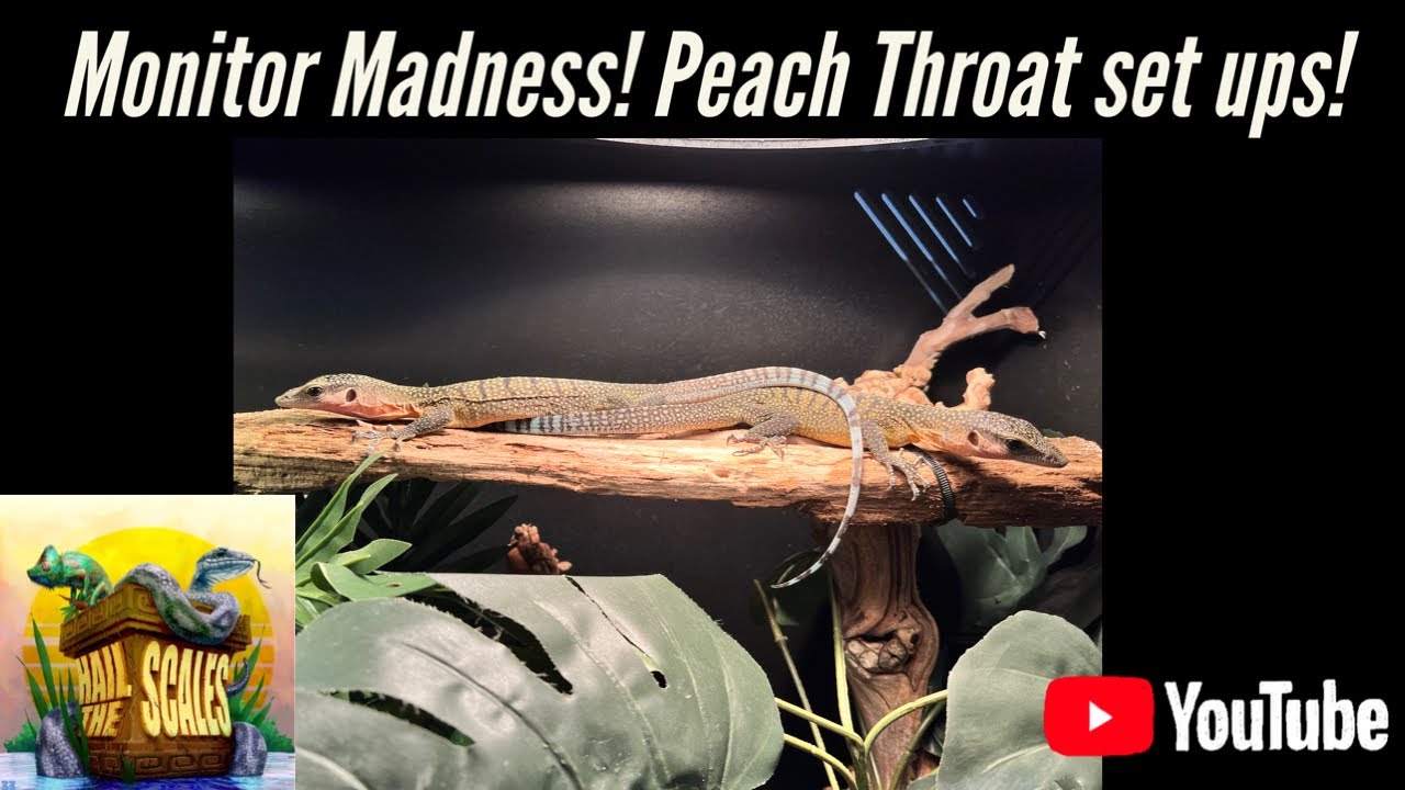 Monitor Madness!!! Peach Throat set ups! Must see!