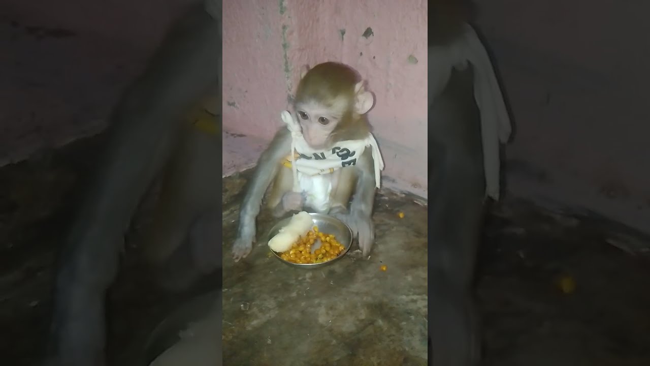 Monkey beby banana 🍌 eating food eating 😋#monkay #animalslife 