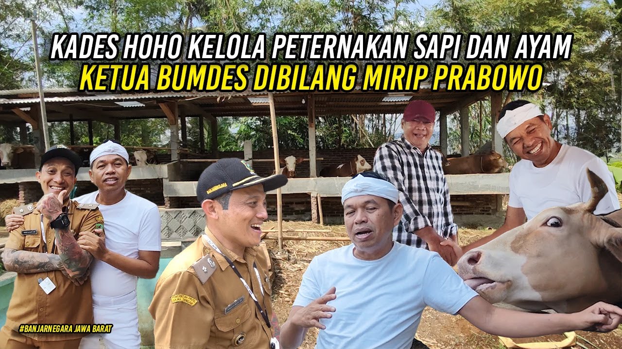 KADES HOHO KELOLA PETERNAKAN SAPI DAN AYAM | KETUA BUMDES DIBILANG MIRIP PRABOWO