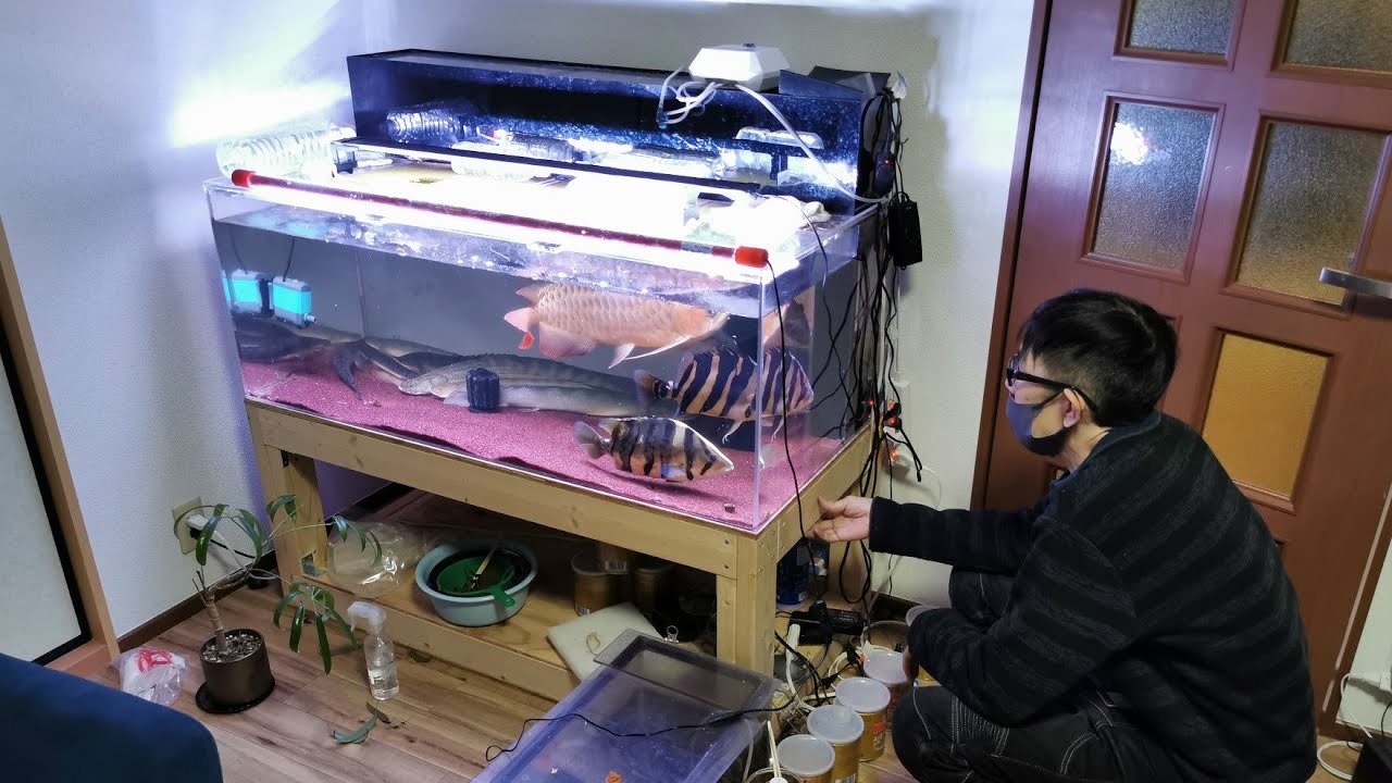 1200水槽を完全に遊び尽くす！横浜市で大型バイクと大型水槽のある男のロマンな暮らしをしているshinさんに水槽と古代魚など飼育魚を見せていただきました！【アロワナ･ダトニオ･ポリプテルス】