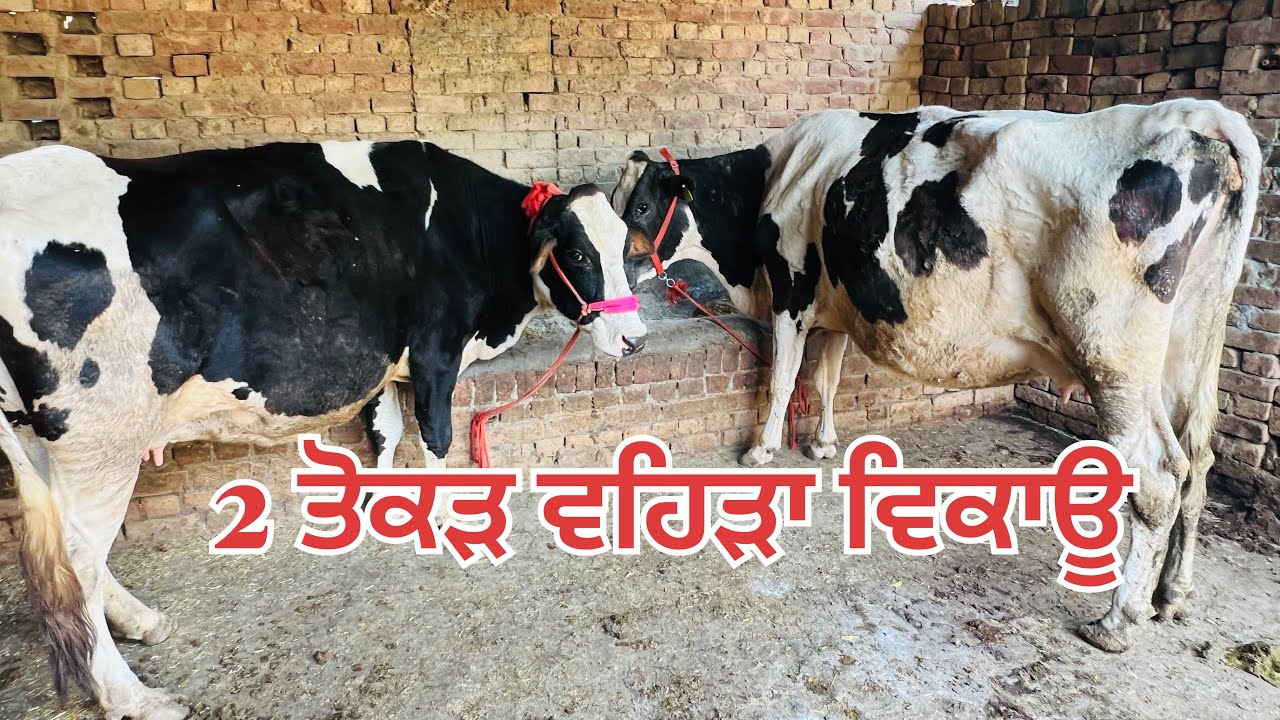 ਬਿਲਕੁਲ ਸਸਤੇ ਮੁੱਲ 🔥2 ਤੋਕੜ ਵਹਿੜਾ ਵਿਕਾਊ-2 cow for sale #brardairyfarmmoga 
