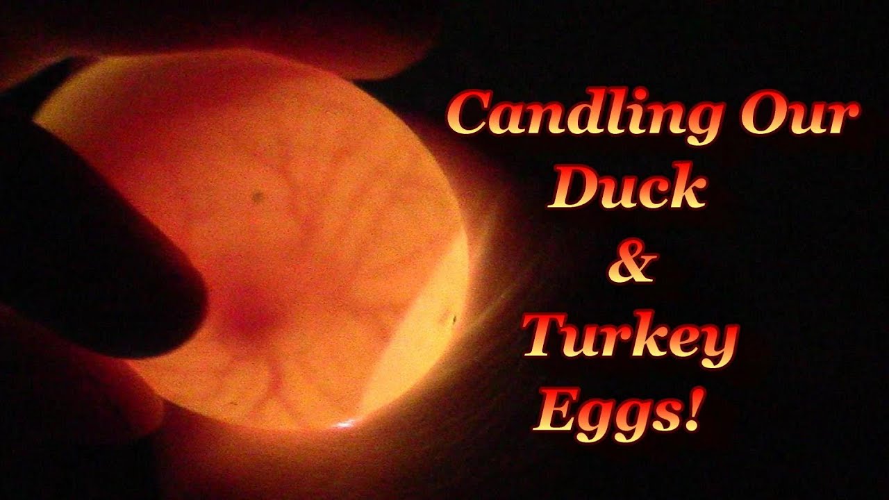 Candling The Duck Eggs
