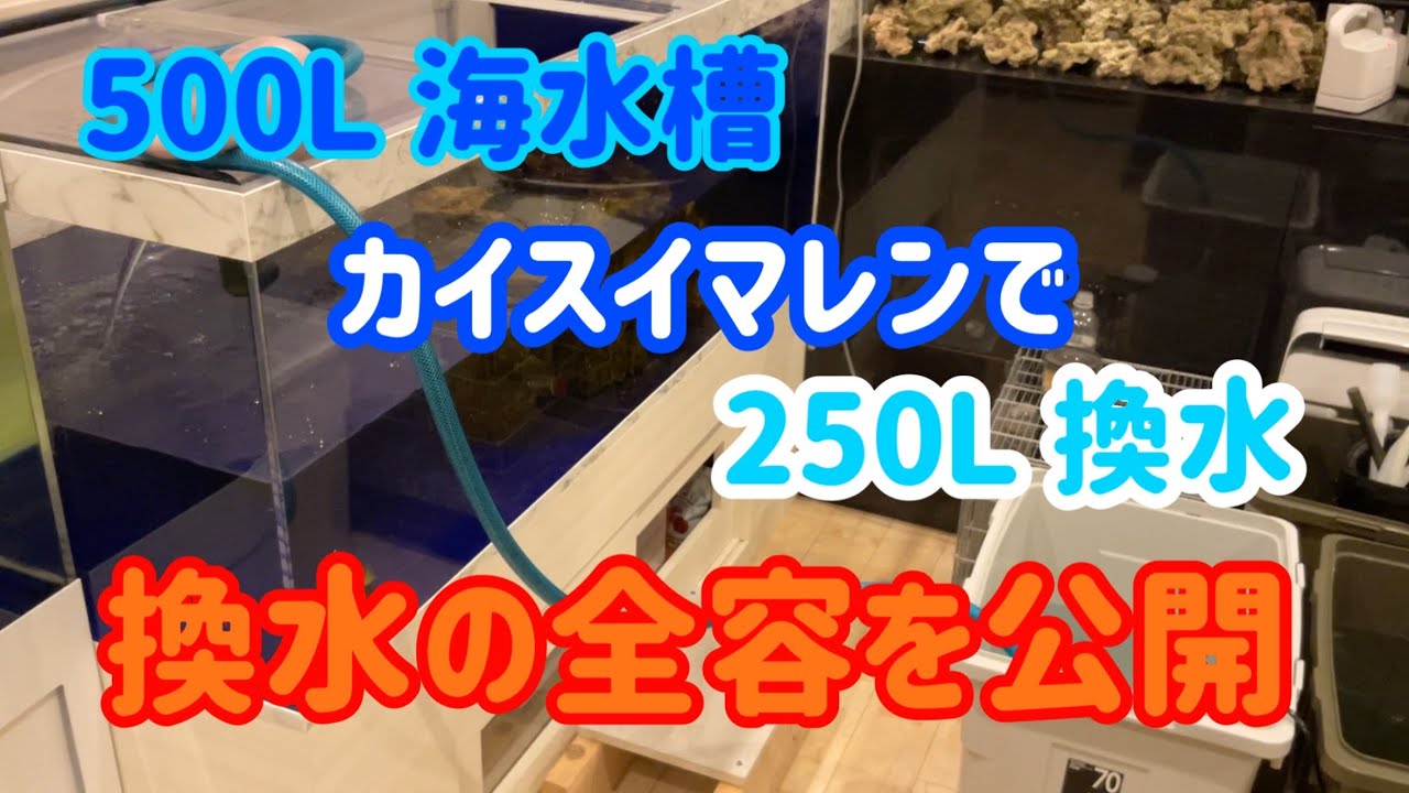 2026/2/2(月)1500海水槽の200Ｌ換水ライブ撮影！