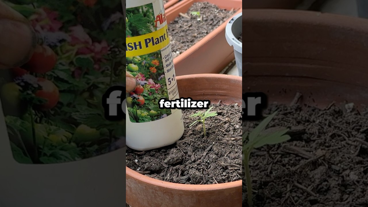 When Should You Start Using Fish Emulsion Fertilizer? #shorts