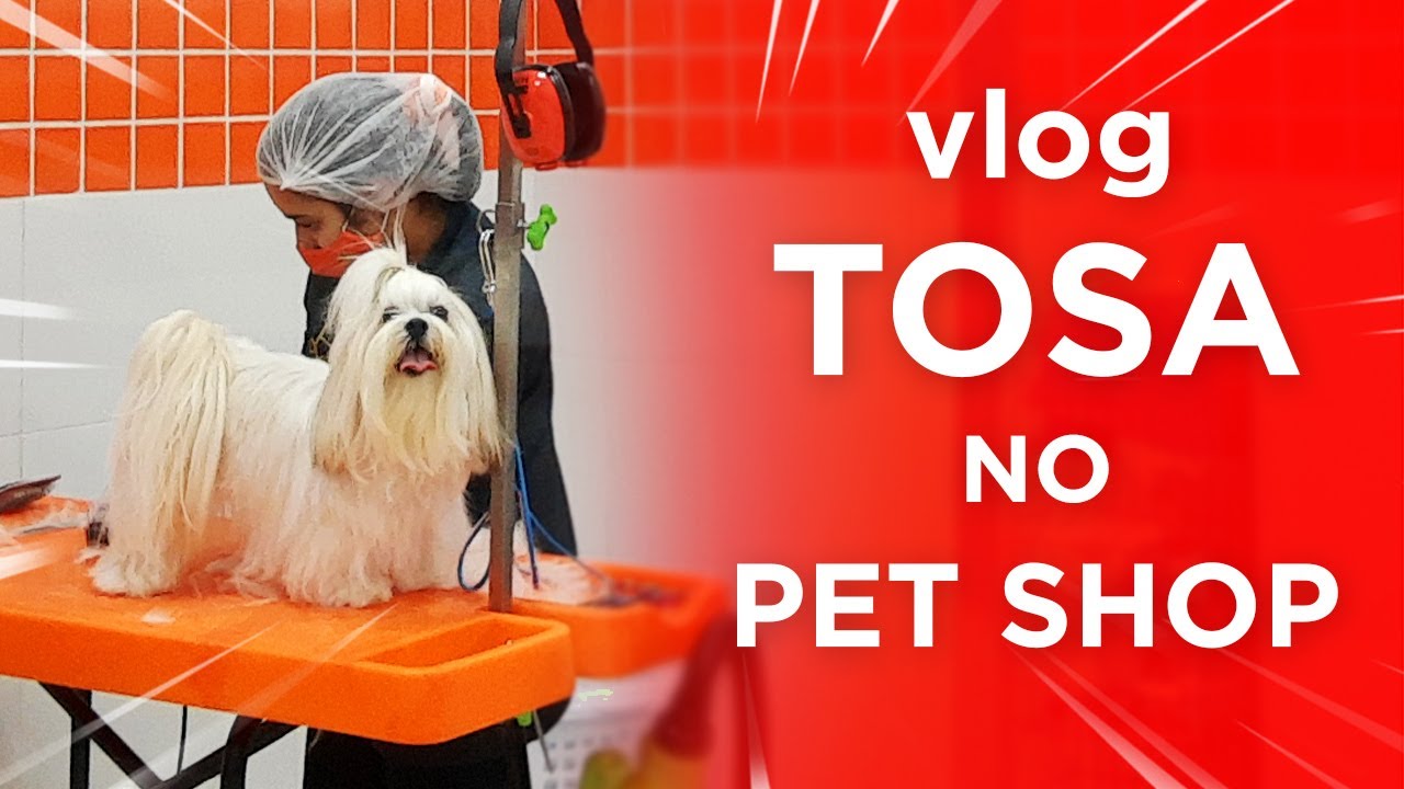 Tosei minha Shih Tzu Cocada! VLOG       #shihtzu