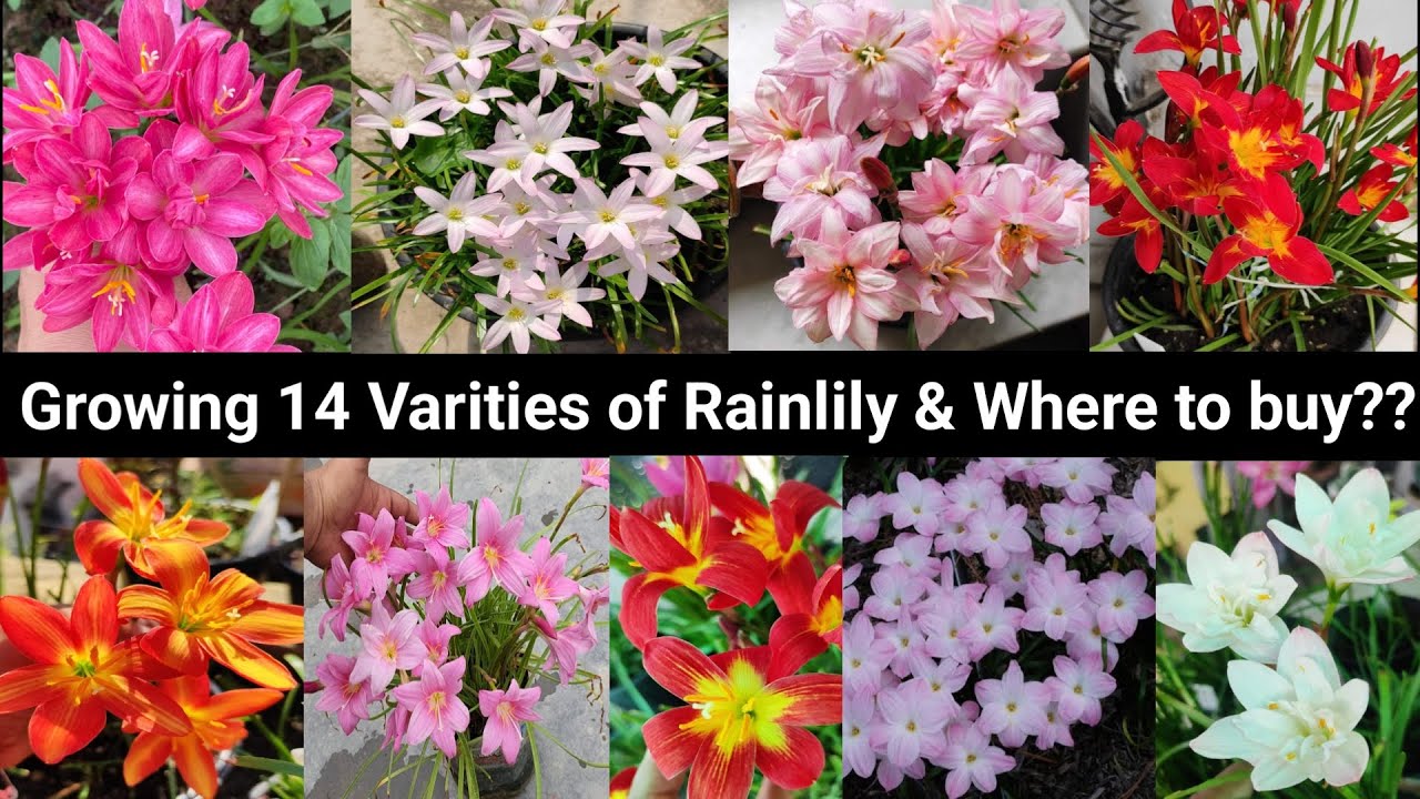 Growing 14 varieties of Rainlily/Buy rainlilies in low price
