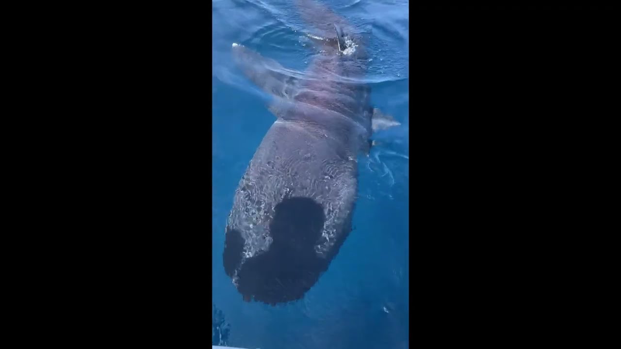 Fishermen Encounter Rare Megamouth Sharks