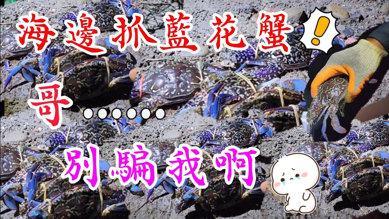 〔台南海邊來抓花蟹〕想吃藍花蟹，但是很貴！買不下手？哪裡有比較便宜的花蟹可以買啊？不用錢啊，手把手的教你抓螃蟹，海那麼大抓得到都是你的……要一起來學抓螃蟹嗎？／螃蟹／大沙公／花蟹／台語／