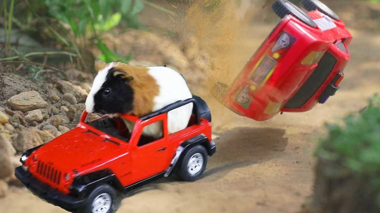 guinea pig movie