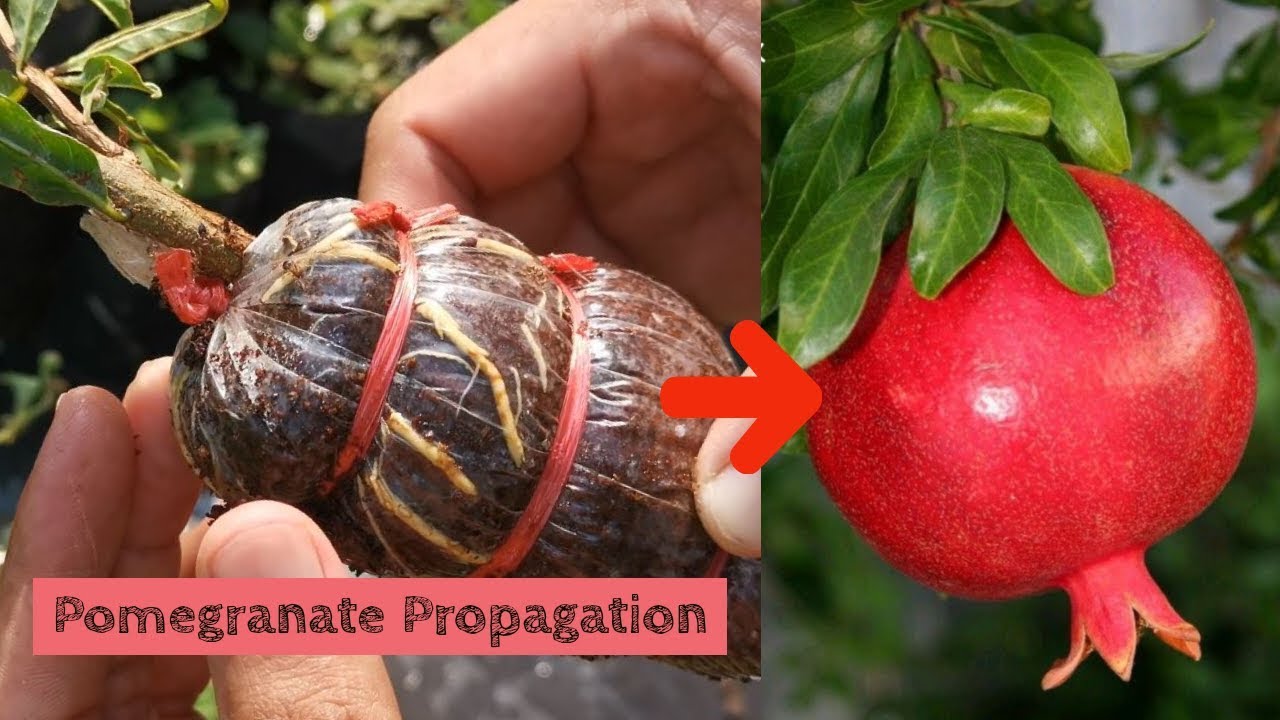 pomegranate air layering propagation