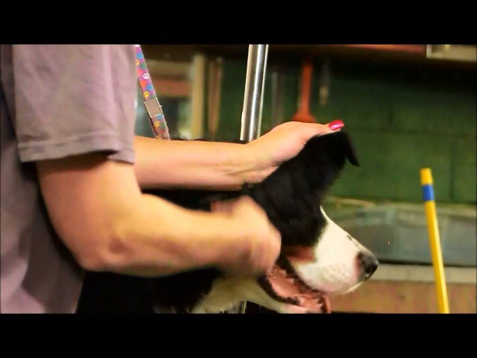 Ear Trim Video