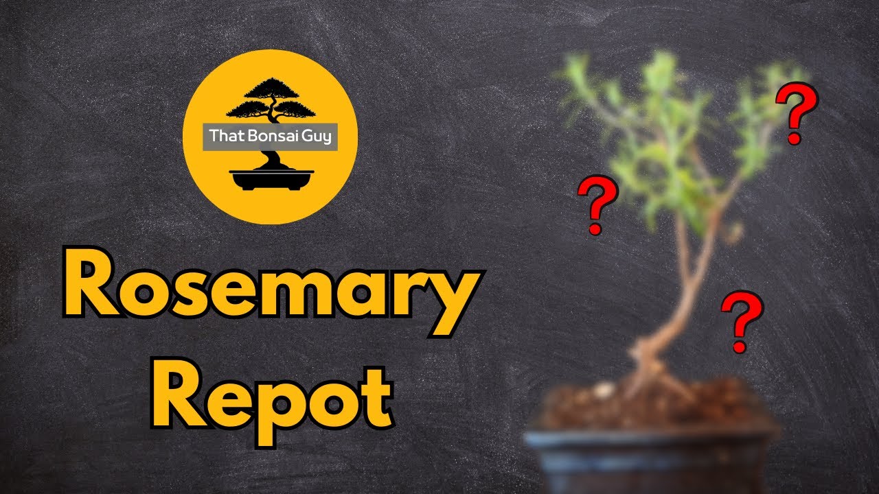 Rosemary Bonsai Transformation: Repotting Into First Bonsai Pot
